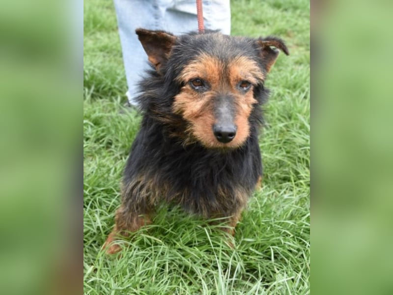 Barni, Terrier-Mix, die Erde ist mir das Liebste
