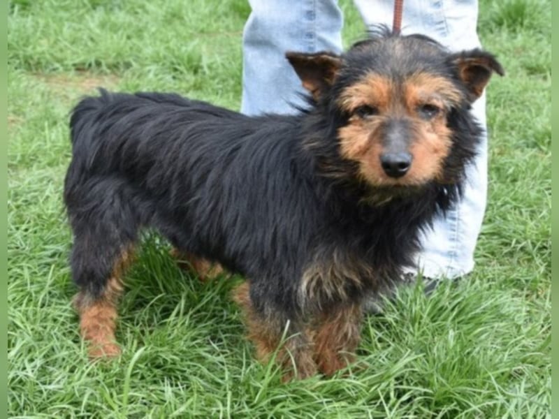 Barni, Terrier-Mix, die Erde ist mir das Liebste