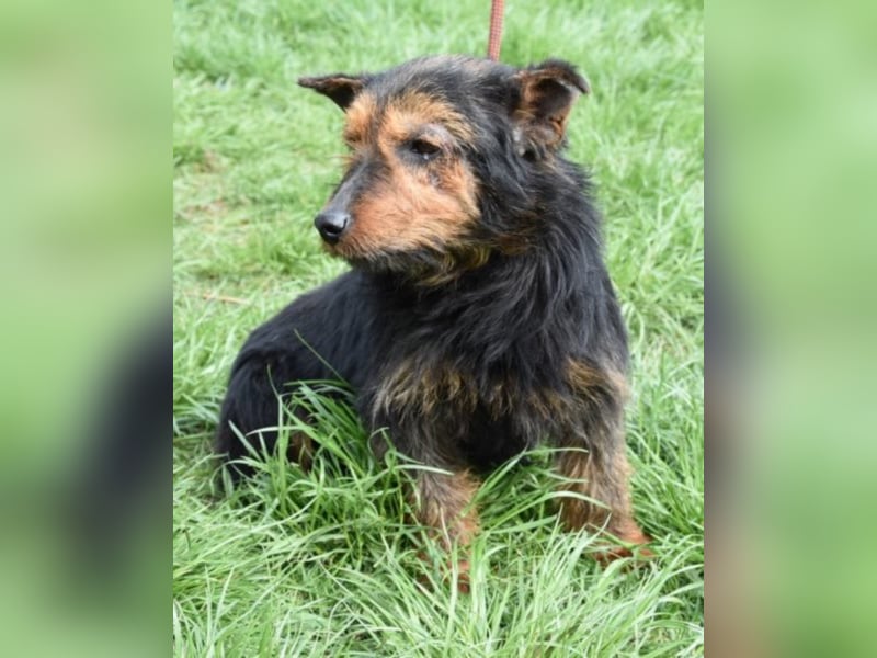 Barni, Terrier-Mix, die Erde ist mir das Liebste