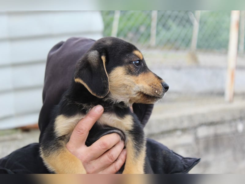 Sammy – kleiner Wirbelwind sucht sein Für-Immer-Zuhause