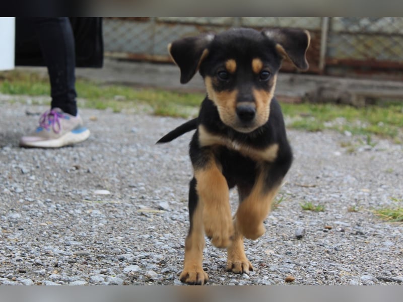 Sammy – kleiner Wirbelwind sucht sein Für-Immer-Zuhause