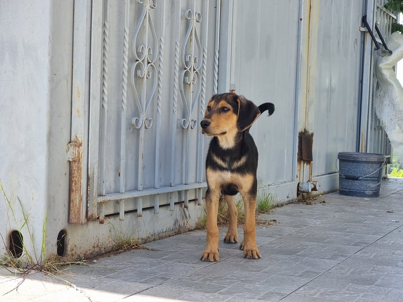 Sammy – kleiner Wirbelwind sucht sein Für-Immer-Zuhause