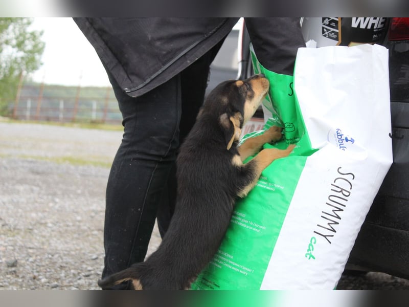 Sammy – kleiner Wirbelwind sucht sein Für-Immer-Zuhause