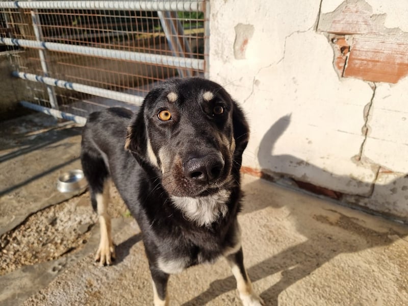 Leo auf der suche nach seinem Für immer Zuhause