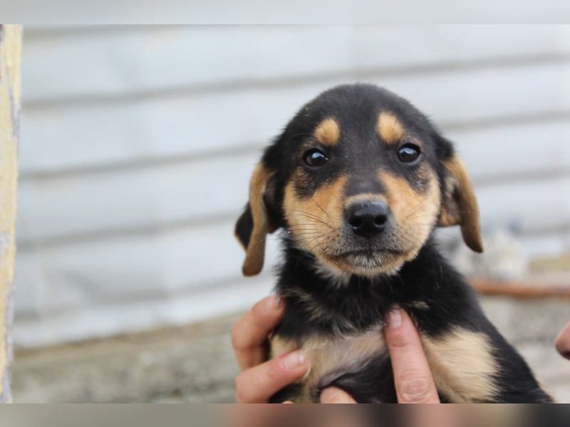 Sammy – kleiner Wirbelwind sucht sein Für-Immer-Zuhause