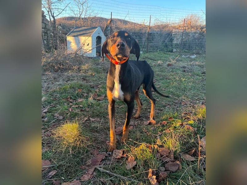 Rocky – Ein sanfter Freund sucht sein Glück!