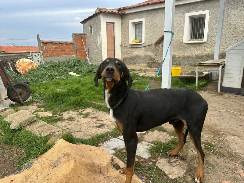Rocky – Ein sanfter Freund sucht sein Glück!