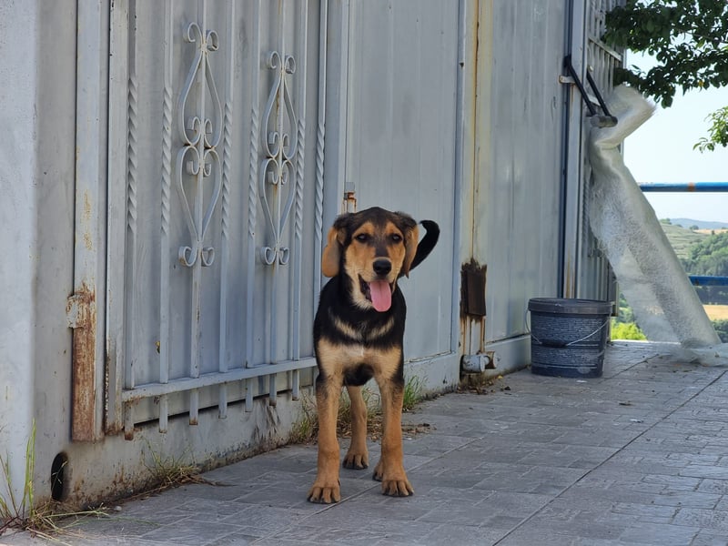 Sammy – kleiner Wirbelwind sucht sein Für-Immer-Zuhause
