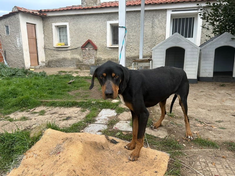 Rocky – Ein sanfter Freund sucht sein Glück!