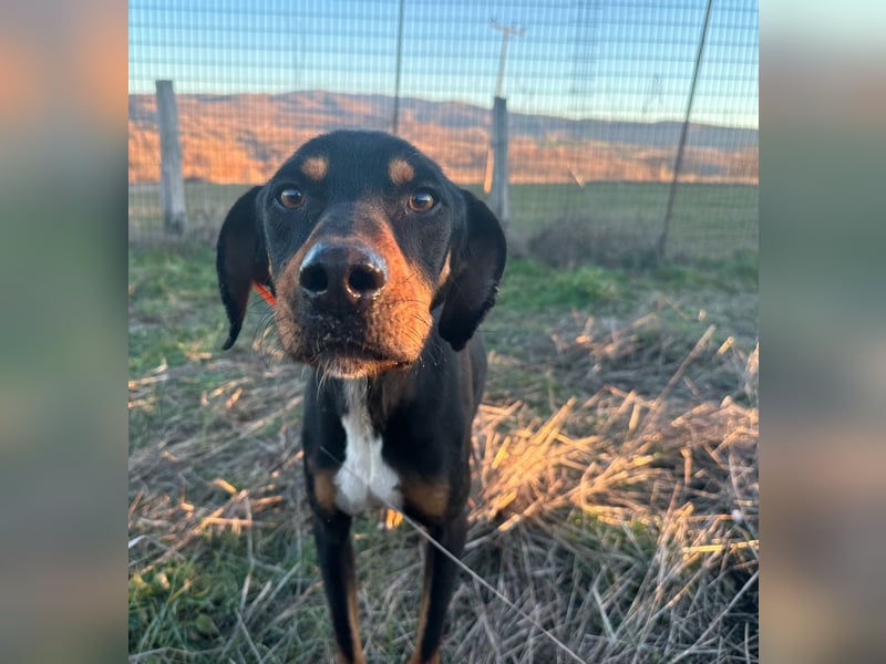 Rocky – Ein sanfter Freund sucht sein Glück!