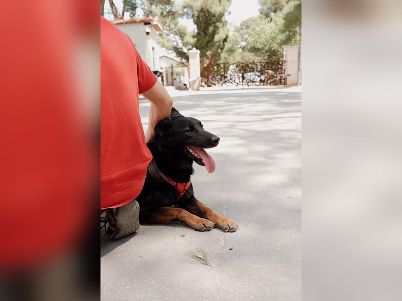 Seelenhund Fred