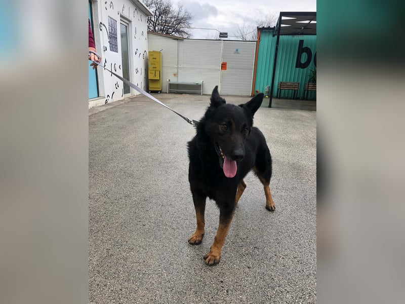 Seelenhund Fred