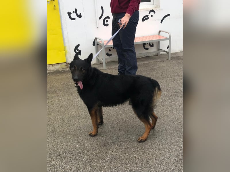 Seelenhund Fred