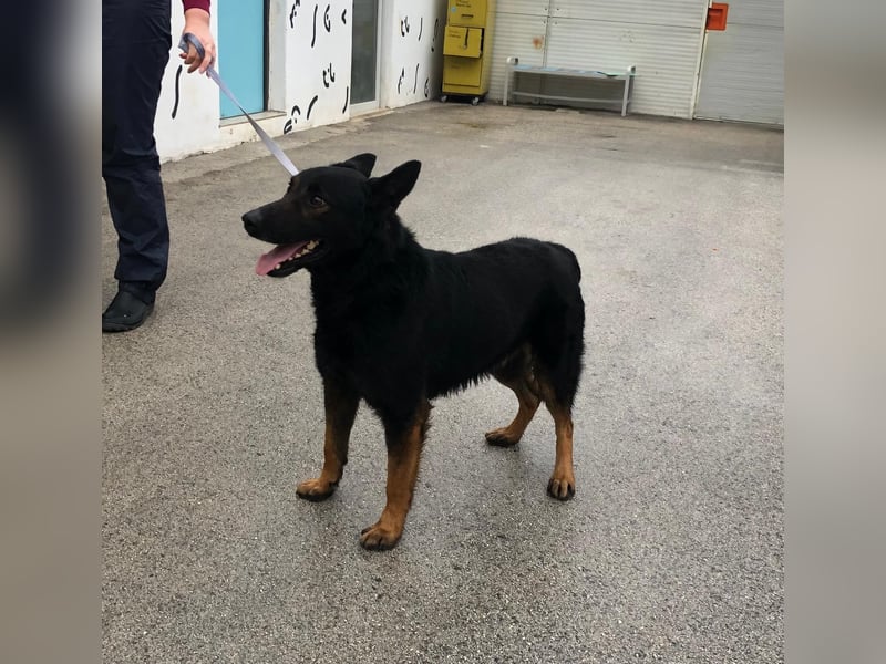 Seelenhund Fred