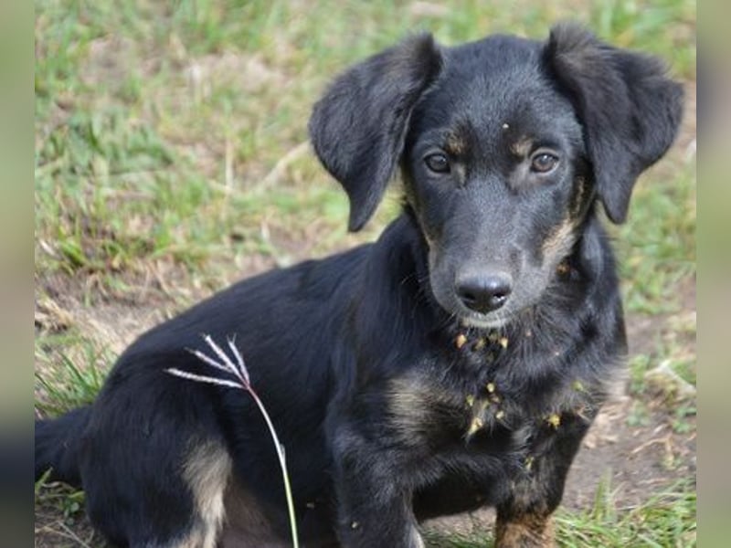 Fusko der freundliche Dackelmix