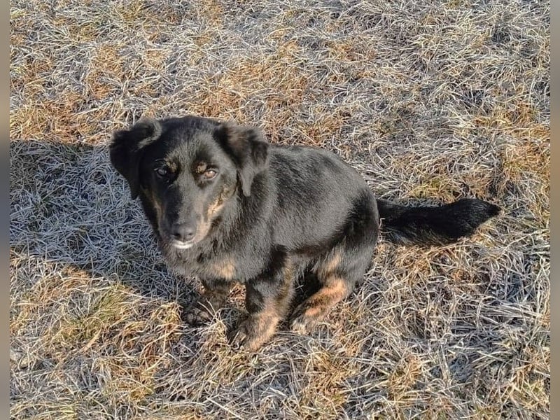 Fusko der freundliche Dackelmix
