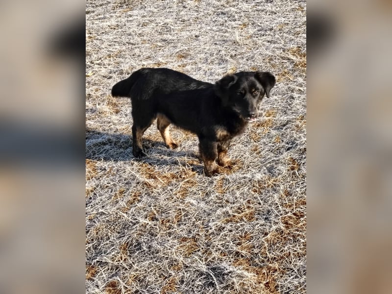 Fusko der freundliche Dackelmix