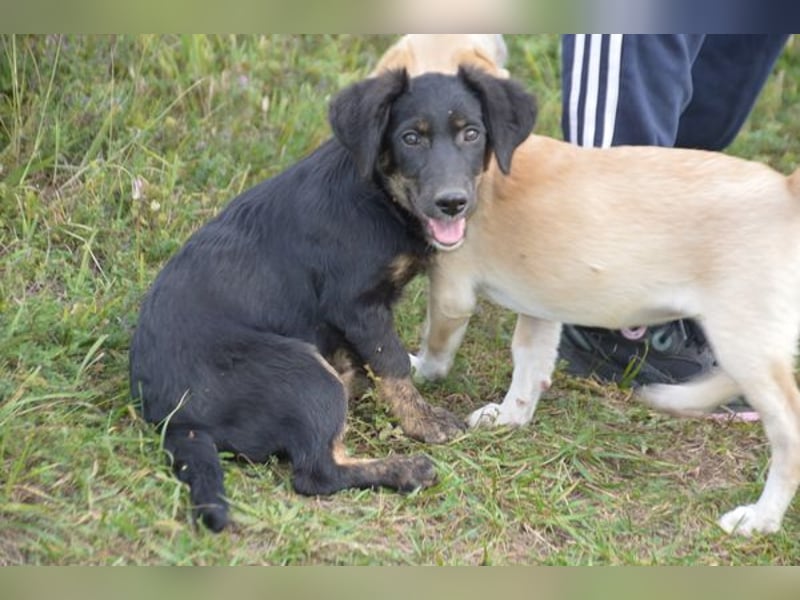 Fusko der freundliche Dackelmix