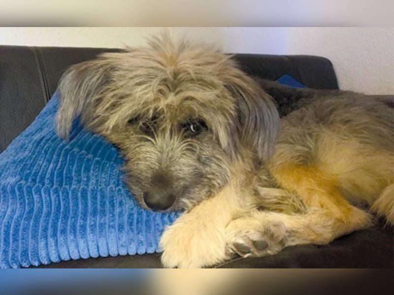  Liones sucht aktive, erfahrene Hundeeltern