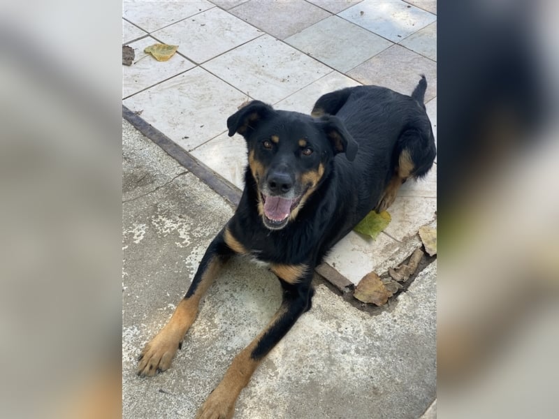 Argos, geb. ca. 05/2019, lebt in GRIECHENLAND, im städt. Tierheim Serres