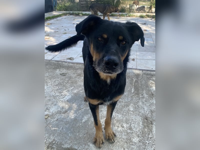 Argos, geb. ca. 05/2019, lebt in GRIECHENLAND, im städt. Tierheim Serres