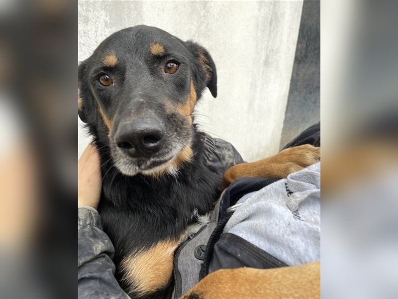 Argos, geb. ca. 05/2019, lebt in GRIECHENLAND, im städt. Tierheim Serres