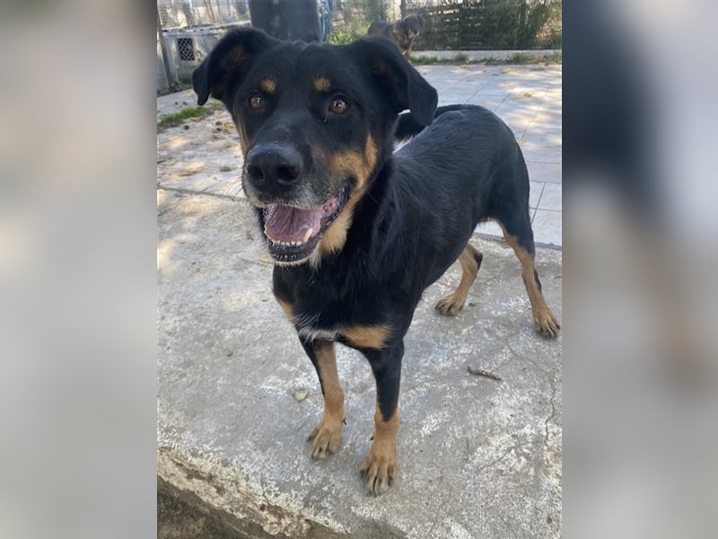 Argos, geb. ca. 05/2019, lebt in GRIECHENLAND, im städt. Tierheim Serres