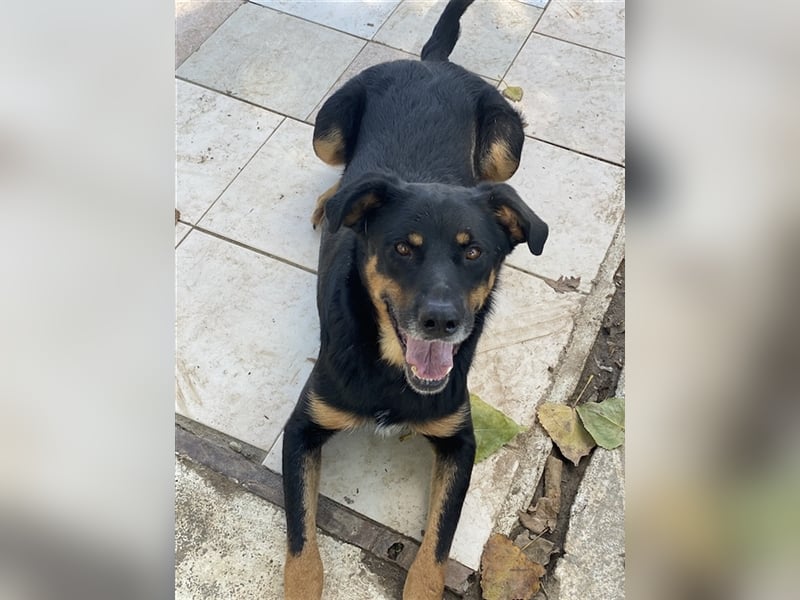 Argos, geb. ca. 05/2019, lebt in GRIECHENLAND, im städt. Tierheim Serres