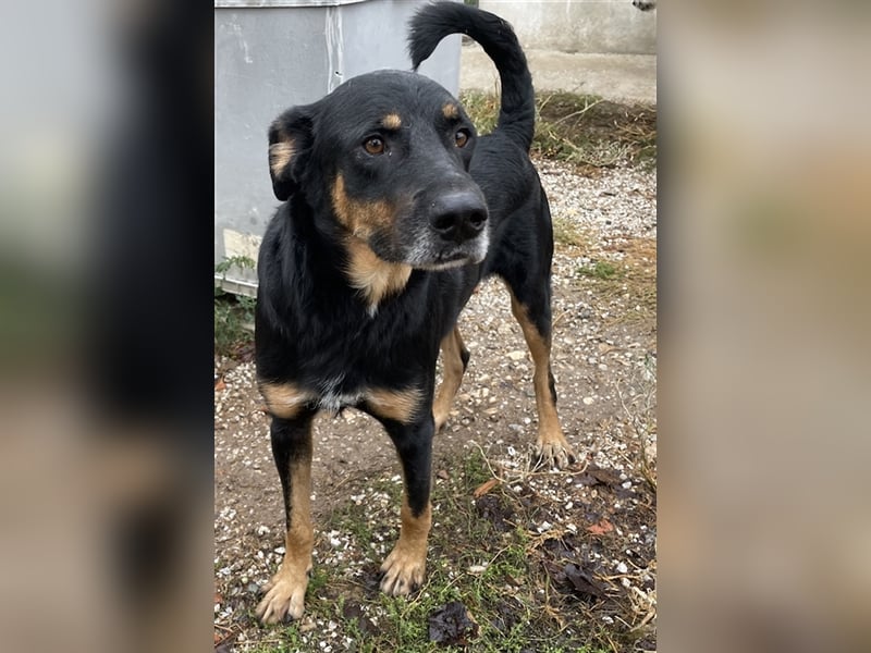 Argos, geb. ca. 05/2019, lebt in GRIECHENLAND, im städt. Tierheim Serres
