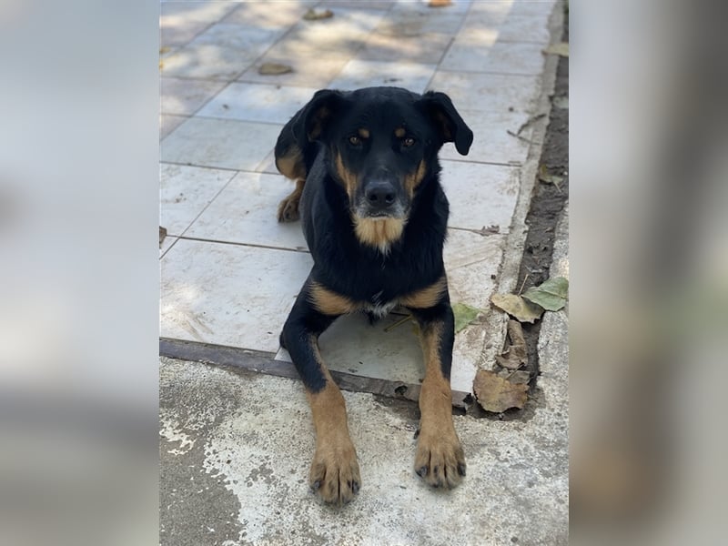 Argos, geb. ca. 05/2019, lebt in GRIECHENLAND, im städt. Tierheim Serres