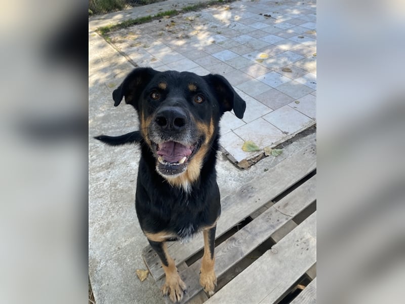 Argos, geb. ca. 05/2019, lebt in GRIECHENLAND, im städt. Tierheim Serres