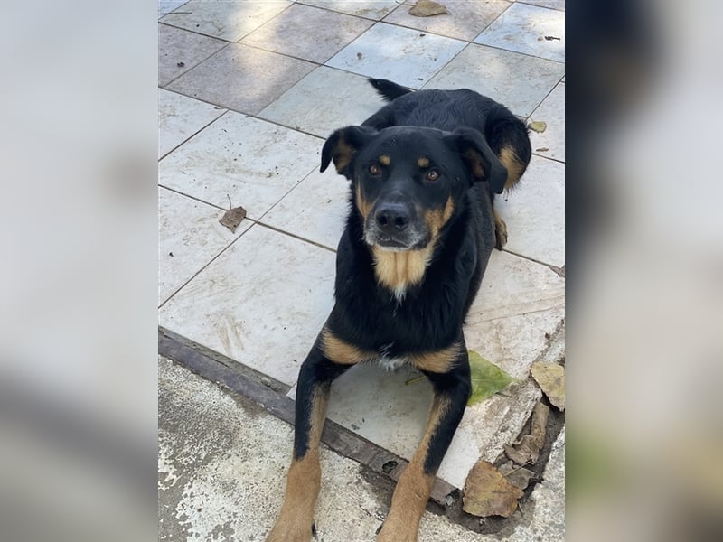Argos, geb. ca. 05/2019, lebt in GRIECHENLAND, im städt. Tierheim Serres