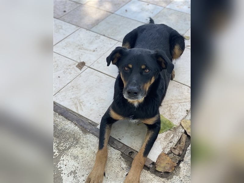 Argos, geb. ca. 05/2019, lebt in GRIECHENLAND, im städt. Tierheim Serres