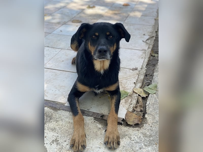 Argos, geb. ca. 05/2019, lebt in GRIECHENLAND, im städt. Tierheim Serres