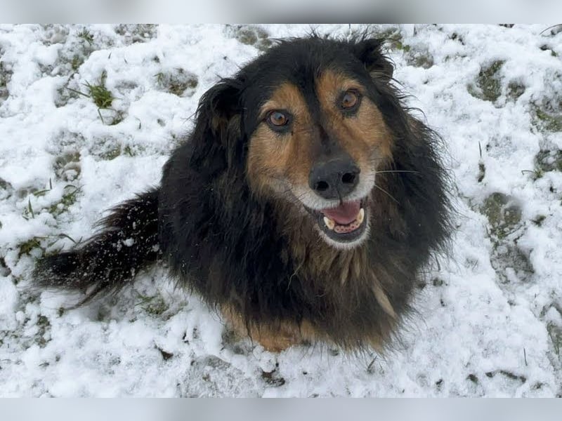 Lennox: treuer Begleiter sucht Familie