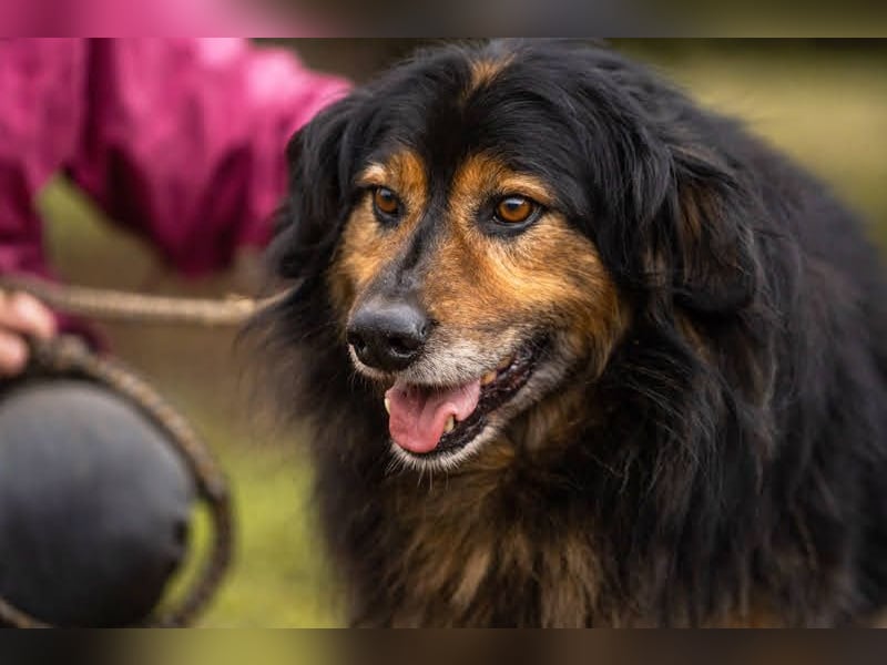 Lennox: treuer Begleiter sucht Familie