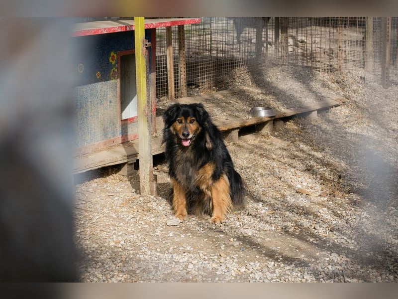 Lennox: treuer Begleiter sucht Familie