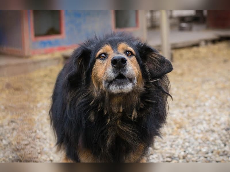 Lennox: treuer Begleiter sucht Familie