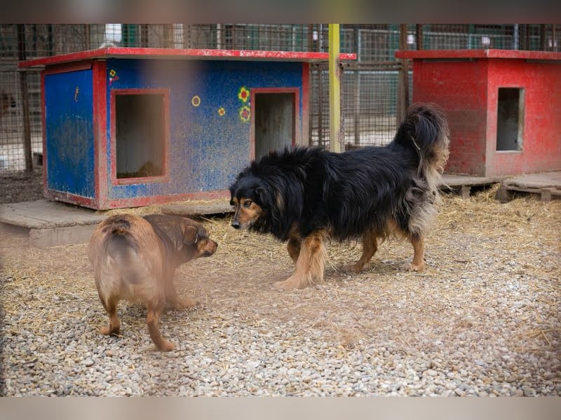 Lennox: treuer Begleiter sucht Familie