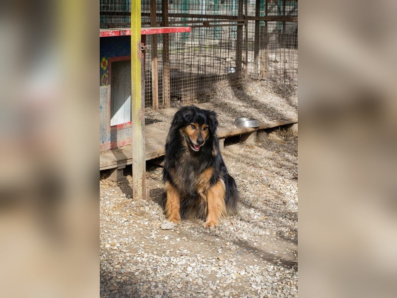 Lennox: treuer Begleiter sucht Familie