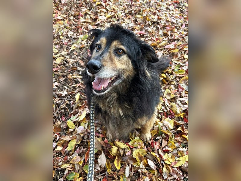 Lennox: treuer Begleiter sucht Familie