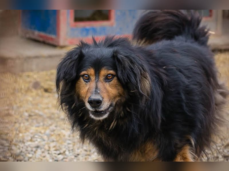 Lennox: treuer Begleiter sucht Familie