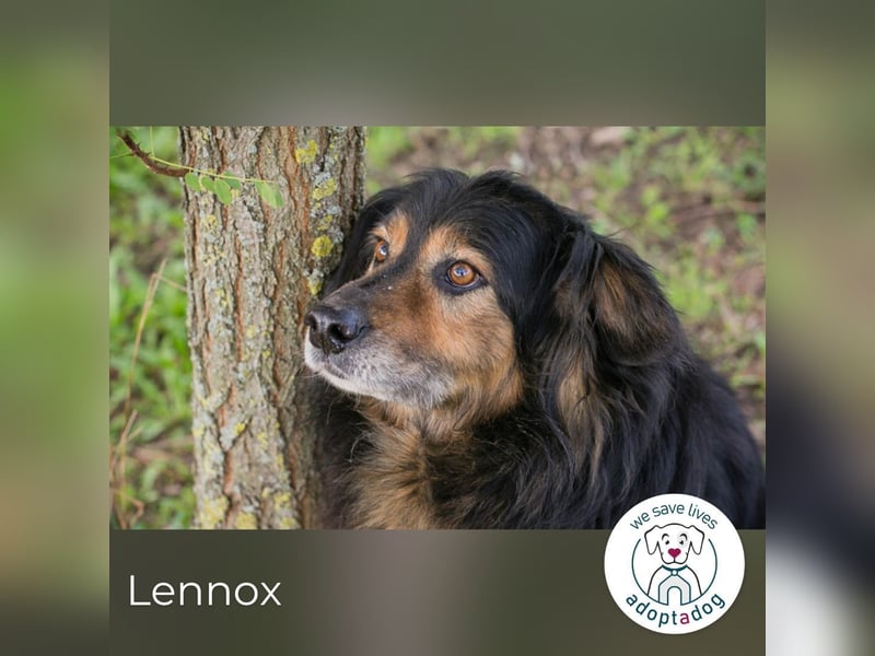 Lennox: treuer Begleiter sucht Familie