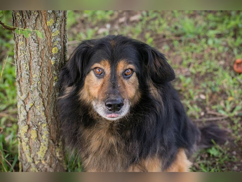Lennox: treuer Begleiter sucht Familie
