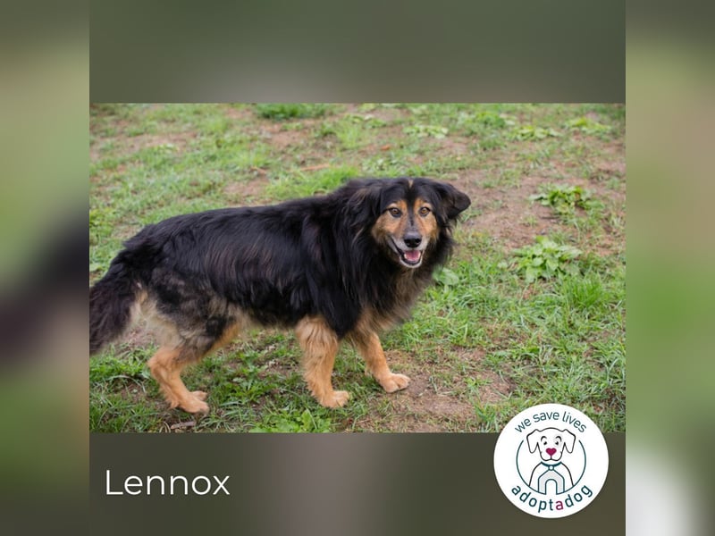 Lennox: treuer Begleiter sucht Familie