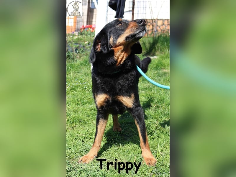 Trippy - entspanntes 3Bein sucht Zuhause