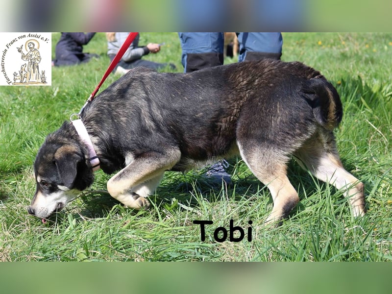 Tobi - Schnüffelnase sucht Zuhause
