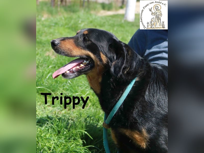 Trippy - entspanntes 3Bein sucht Zuhause