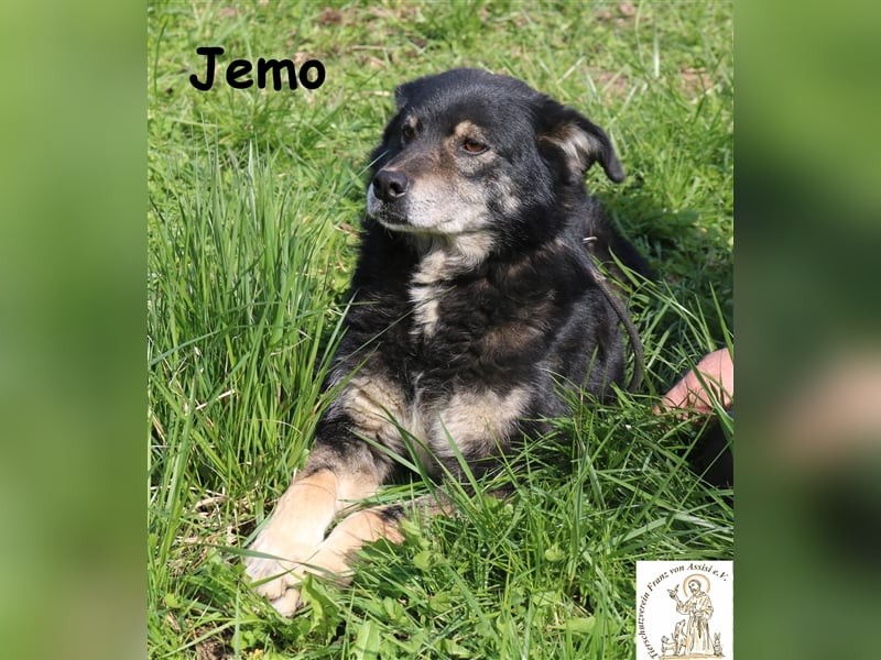 Hübscher Jemo - mit etwas Geduld ein Hauptgewinn