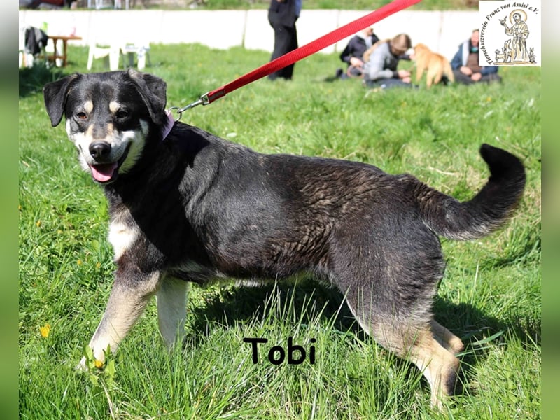 Tobi - Schnüffelnase sucht Zuhause